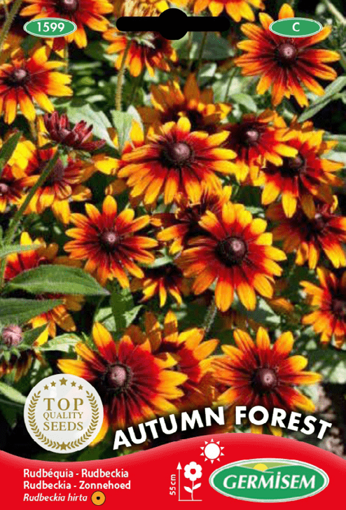 Rudbeckia Autumn Forest