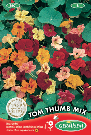 Capucine naine Tom Pouce Tom Thumb Mix
