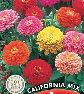 Zinnia varié Géant de Californie California Mix