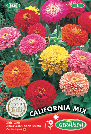 Zinnia varié Géant de Californie California Mix
