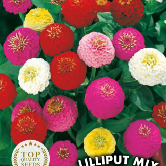 Zinnia nain Lilliput Mix