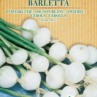 Oignon blanc Barletta