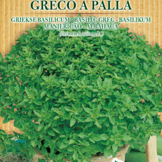 Basilic Grec