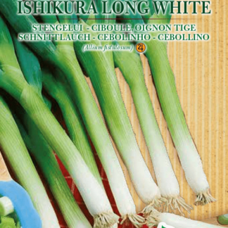 Ciboule (oignon tige) Ishikura Long White