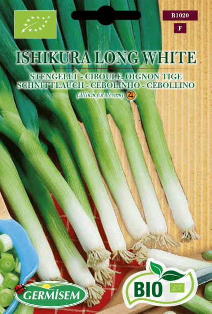 Ciboule (oignon tige) Ishikura Long White
