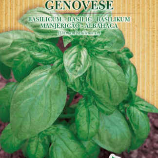 Basilic Genovese