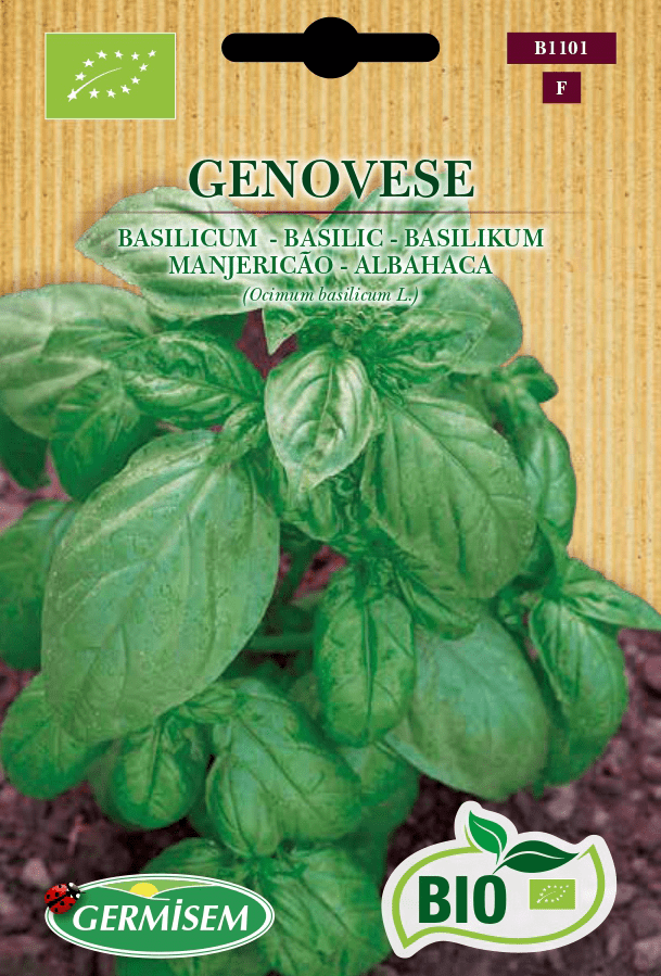 Basilic Genovese