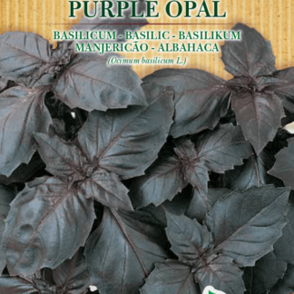 Basilic rouge Purple Opal