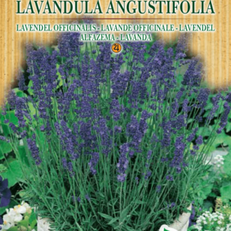 Lavande officinale