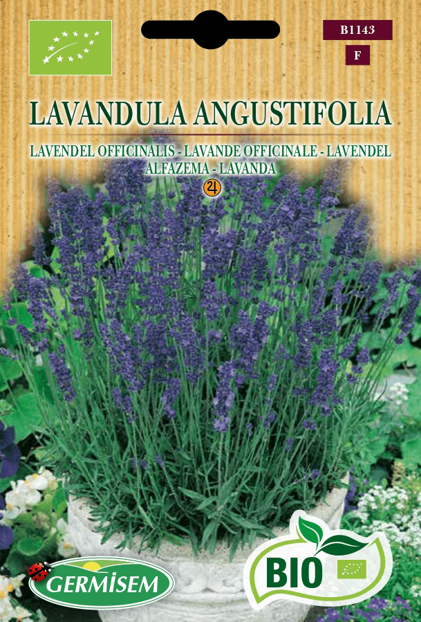 Lavande officinale