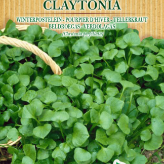 Pourpier d'hiver Claytonia