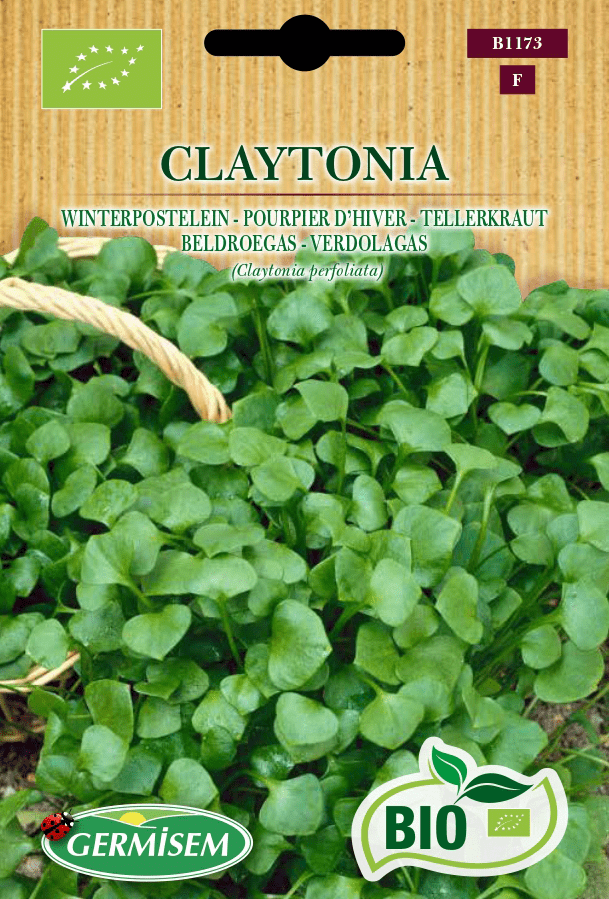 Pourpier d'hiver Claytonia