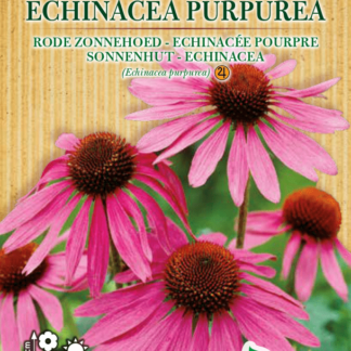 Echinacée pourpre