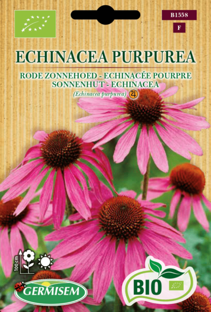 Echinacée pourpre