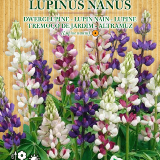 Lupin nain varié