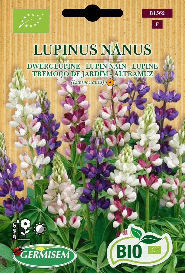 Lupin nain varié