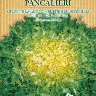 Chicorée frisée Grosse Pancalière