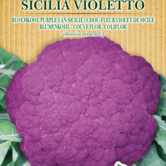 Chou-fleur violet de Sicile