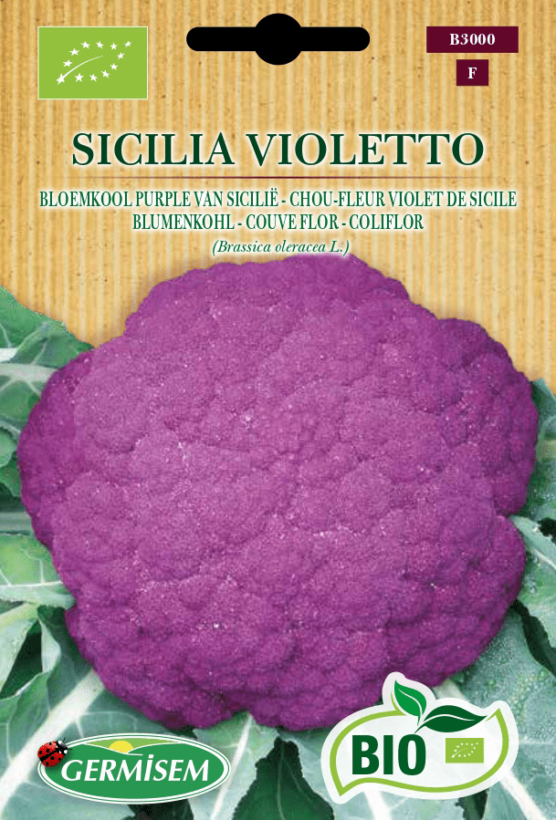 Chou-fleur violet de Sicile