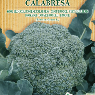 Chou Brocoli vert Calabrais