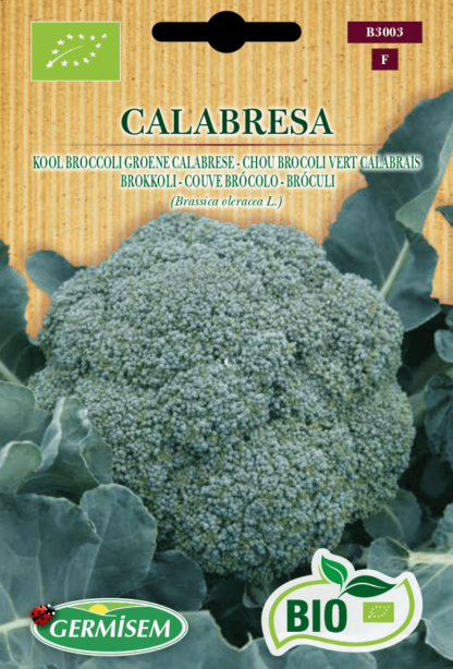 Chou Brocoli vert Calabrais