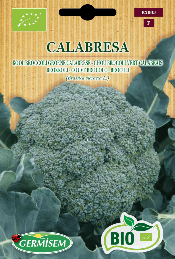 Chou Brocoli vert Calabrais