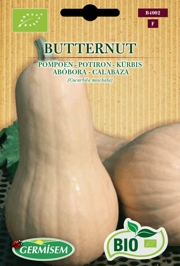 Potiron Butternut