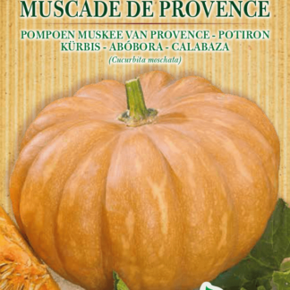 Potiron Muscade de Provence