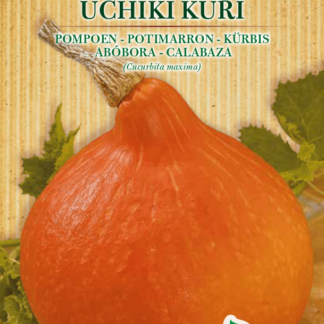 Potimarron Uchiki Kuri