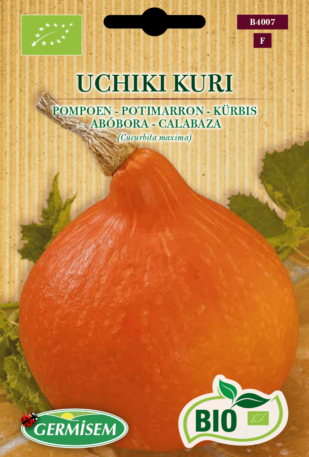 Potimarron Uchiki Kuri