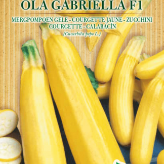 Courgette jaune Ola Gabriella F1