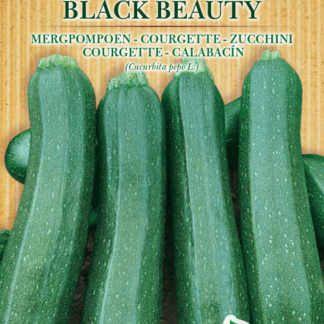 Courgette Black Beauty