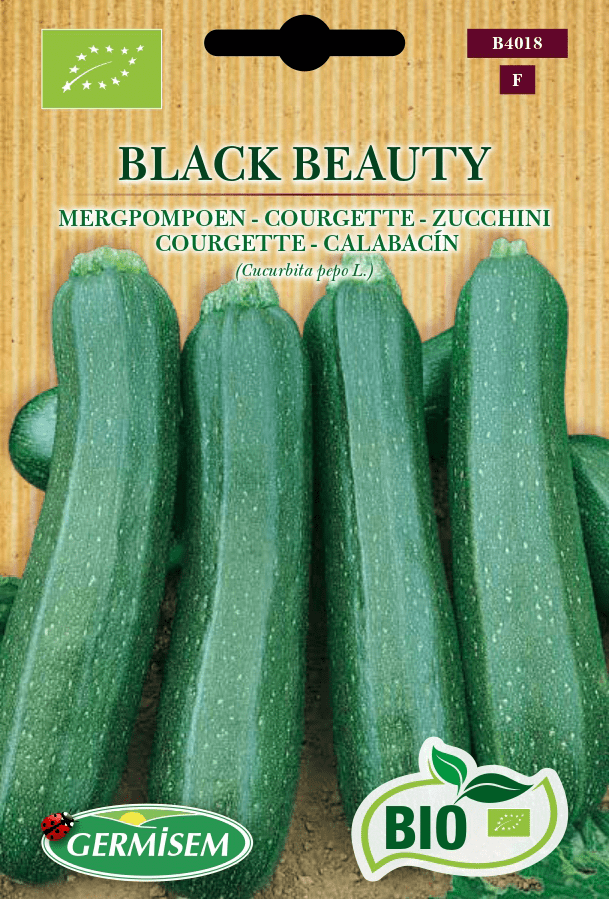 Courgette Black Beauty