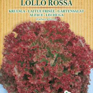 Laitue frisée Lollo Rossa