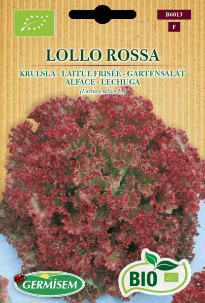 Laitue frisée Lollo Rossa