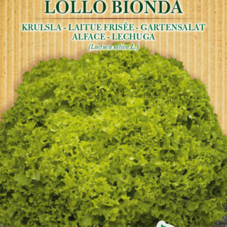 Laitue frisée Lollo Bionda