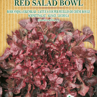 Laitue à couper feuilles de chêne rouge Red Salad Bowl