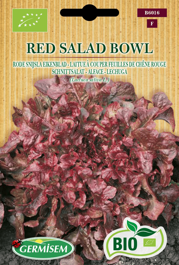 Laitue à couper feuilles de chêne rouge Red Salad Bowl