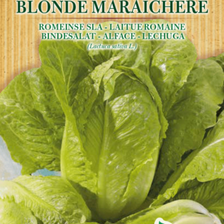 Laitue romaine Blonde Maraîchère