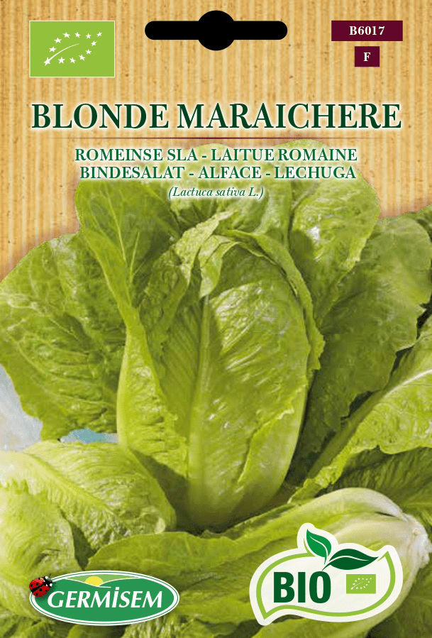 Laitue romaine Blonde Maraîchère