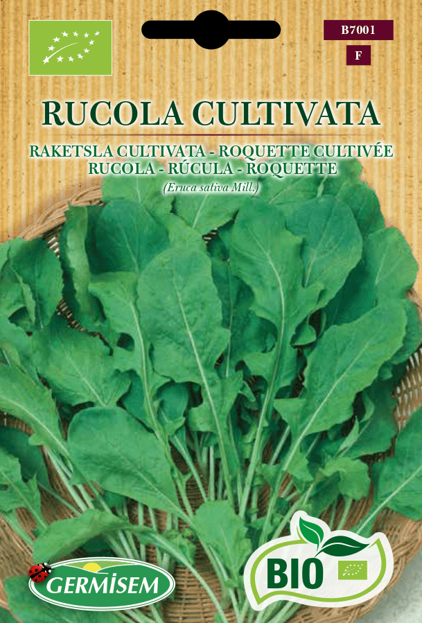 Roquette cultivée