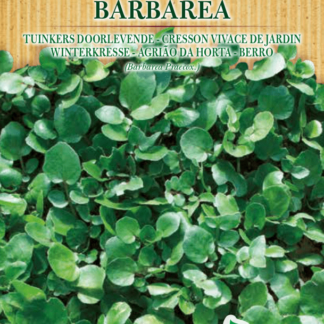 Cresson vivace de jardin Barbarea