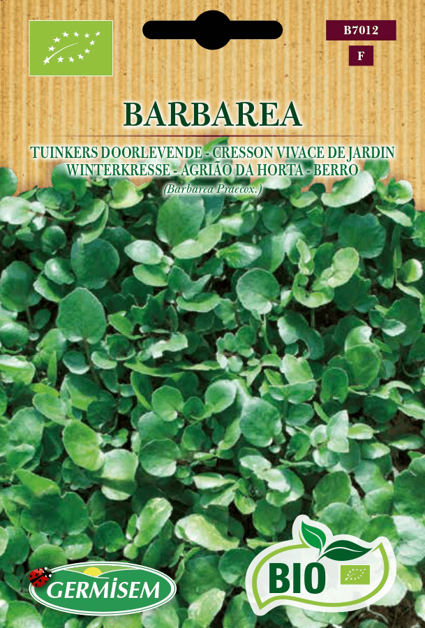 Cresson vivace de jardin Barbarea