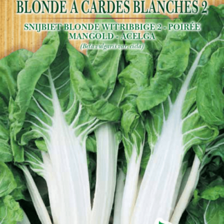 Poirée blonde à cardes blanches 2