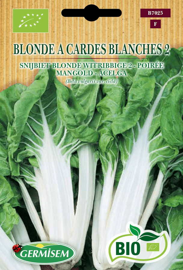 Poirée blonde à cardes blanches 2