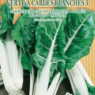 Poirée verte à cardes blanches 3