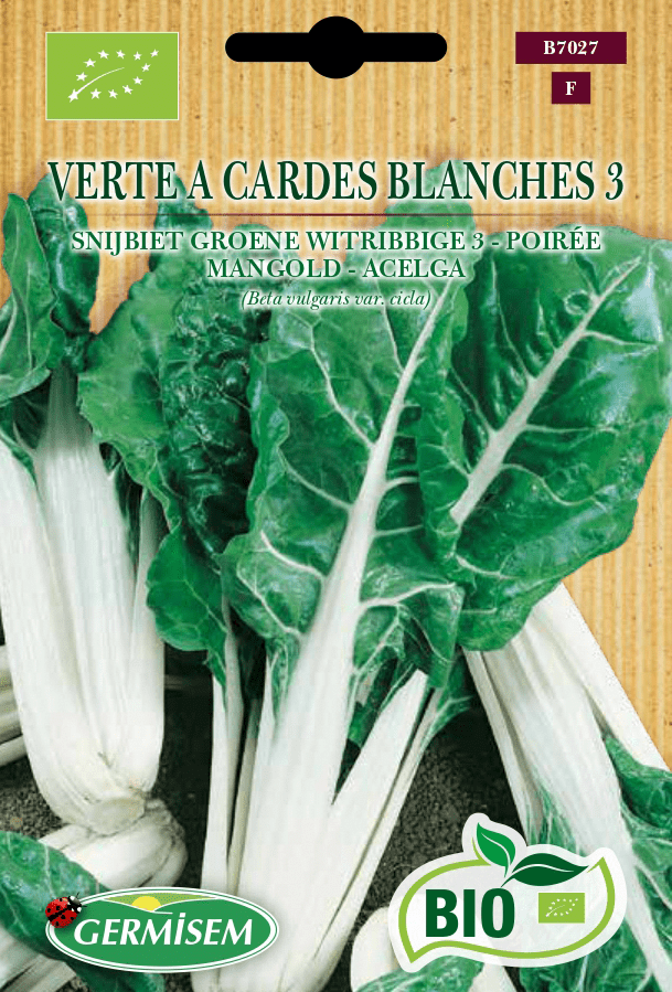 Poirée verte à cardes blanches 3