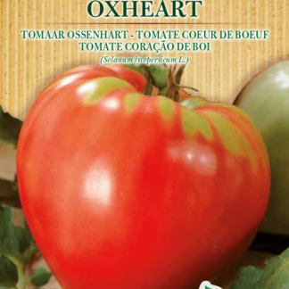 Tomate Cœur de Bœuf Oxheart