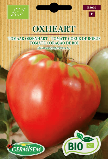 Tomate Cœur de Bœuf Oxheart