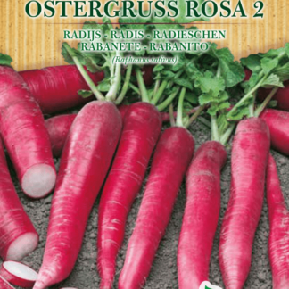 Radis Ostergruss Rosa 2